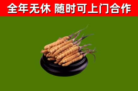 新蔡烟酒回收冬虫夏草.jpg