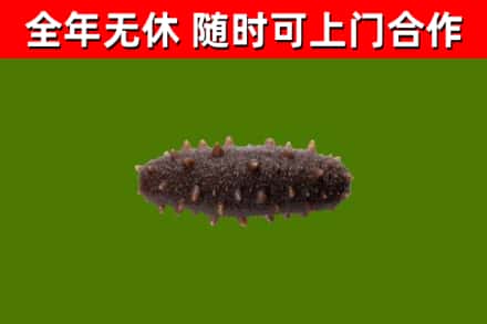 新蔡烟酒回收干海参.jpg
